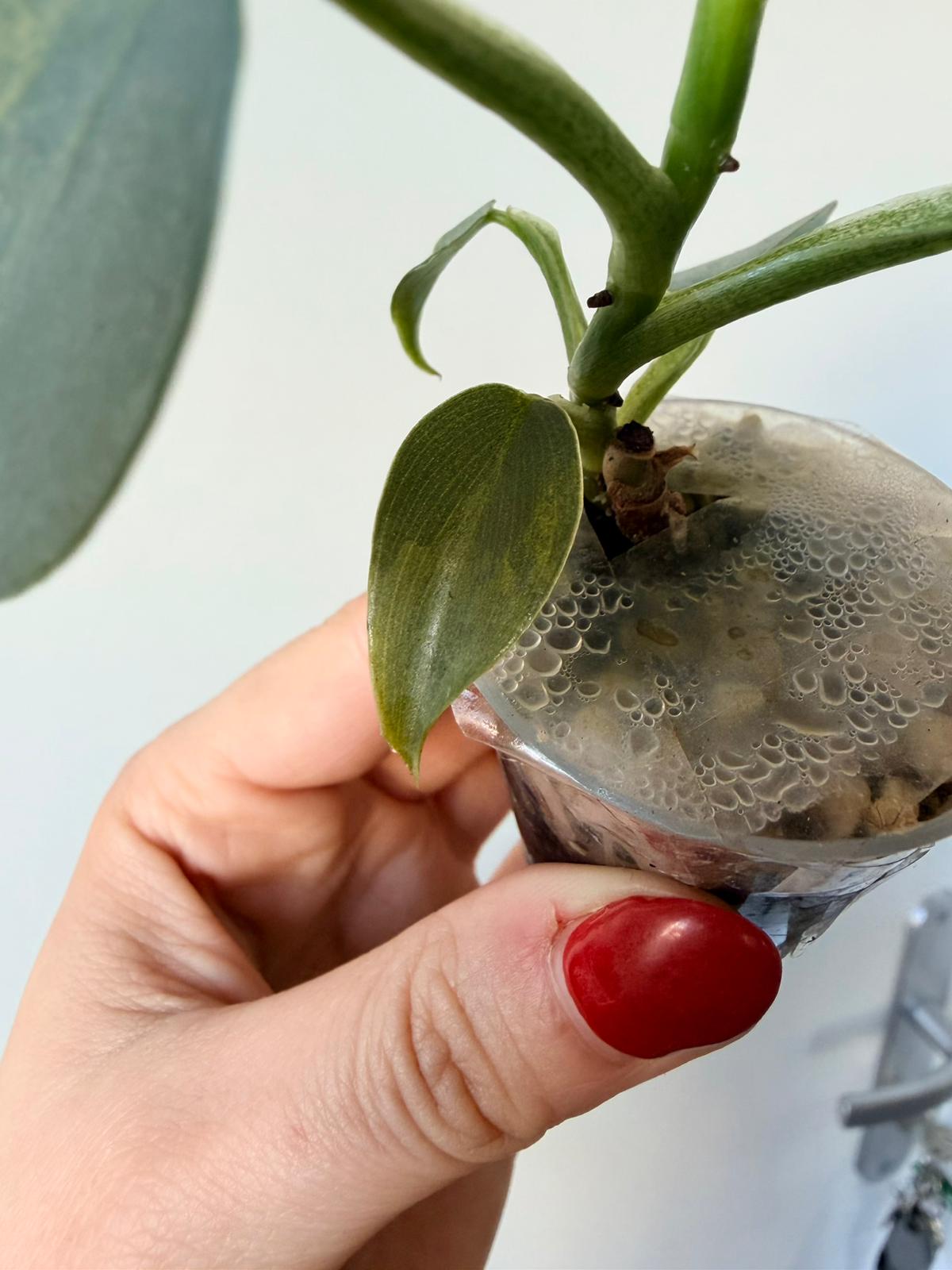 Baby Philo "Silver sword" Hastatum variegatum